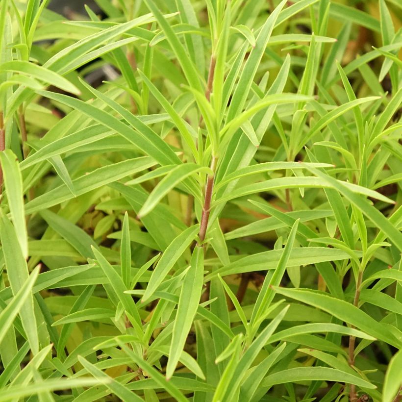 Penstemon Garnet - Bartfaden (Laub)