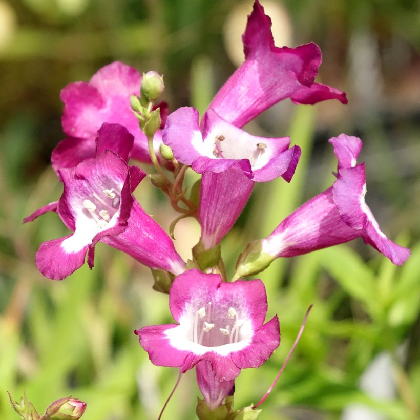 Penstemon Gloire des quatre rues - Bartfaden (Flowering)