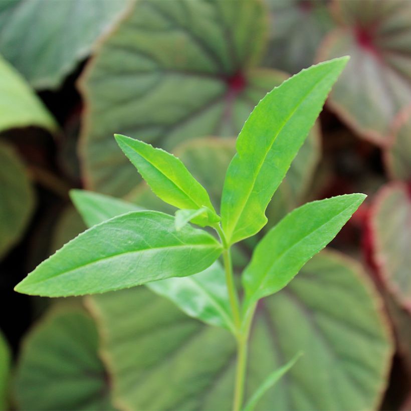 Penstemon Gloire des quatre rues - Bartfaden (Foliage)