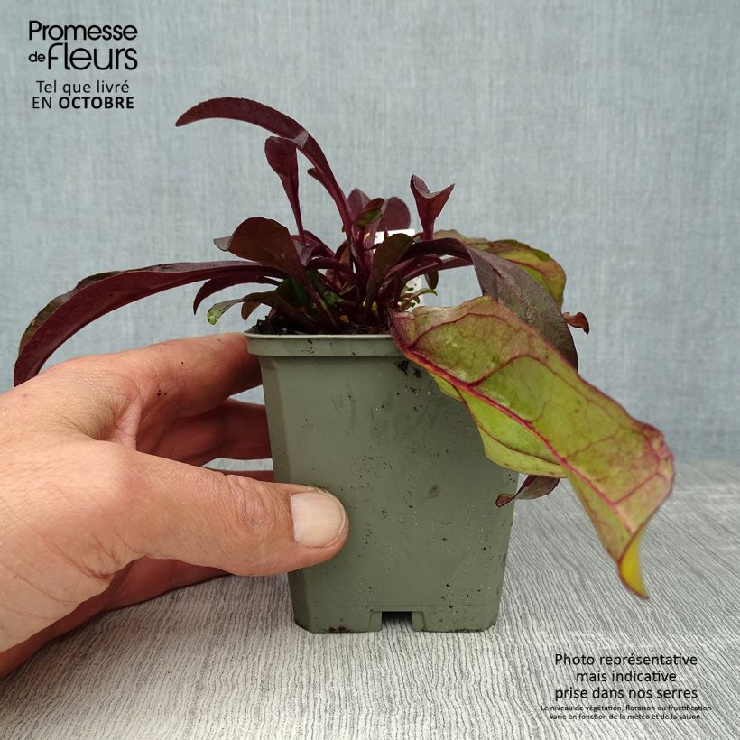 Example of Penstemon digitalis Husker Red - Fingerhutförmiger Bartfaden Kleine Töpfe von 8/9 cm as you get in automne