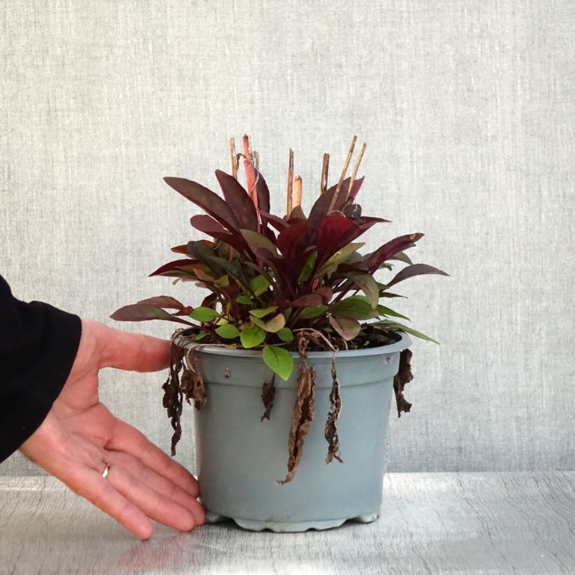 Example of Penstemon digitalis Husker Red - Fingerhutförmiger Bartfaden Topf mit 2L/3L as you get in automne