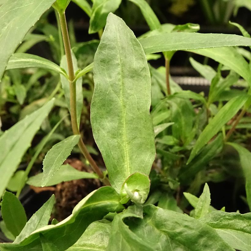 Penstemon Midnight - Bartfaden (Foliage)