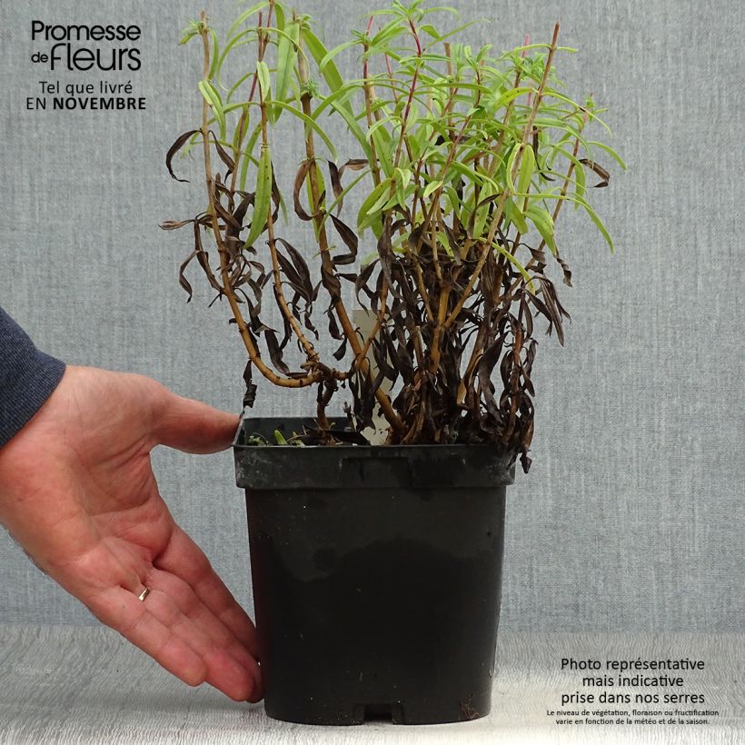 Example of Penstemon Schoenholzeri - Bartfaden Topf mit 2L/3L as you get in automne