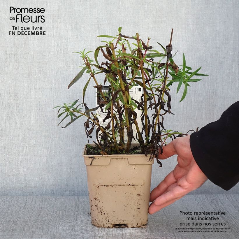 Example of Penstemon Sour Grapes - Bartfaden Topf mit 2L/3L as you get in automne