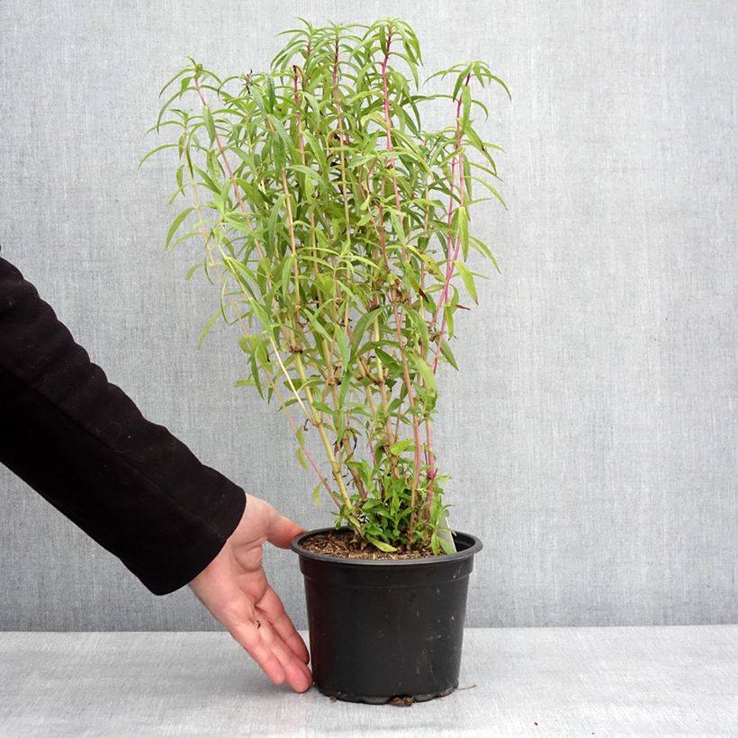 Exemplar von Penstemon Sour Grapes - Bartfaden Topf mit 2L/3L wie im Winter geliefert