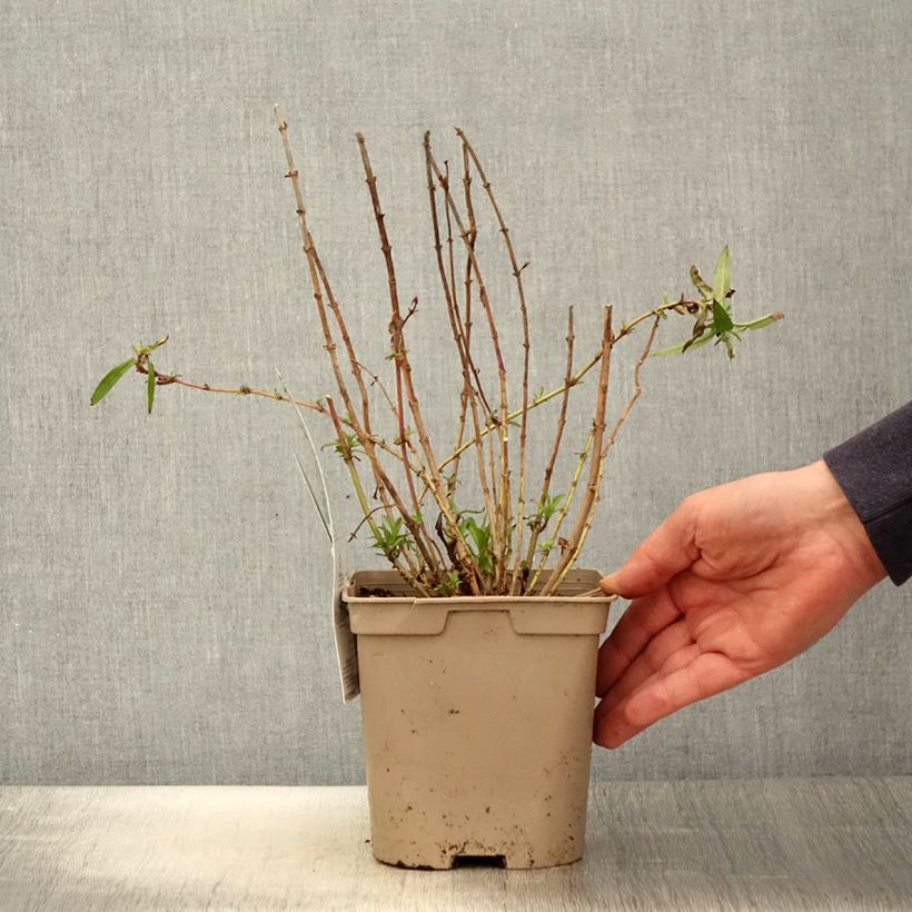 Exemplar von Penstemon Sour Grapes - Bartfaden Topf mit 2L/3L wie im Frühjahr geliefert