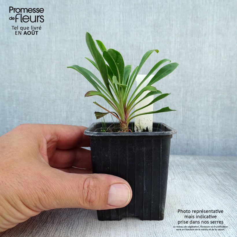 Exemplar von Penstemon mensarum - Bartfaden Kleine Töpfe von 8/9 cm wie im Sommer geliefert