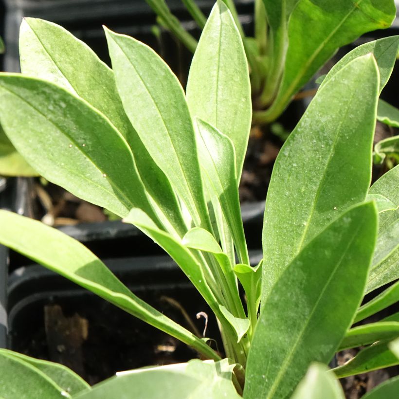 Penstemon mensarum - Bartfaden (Foliage)