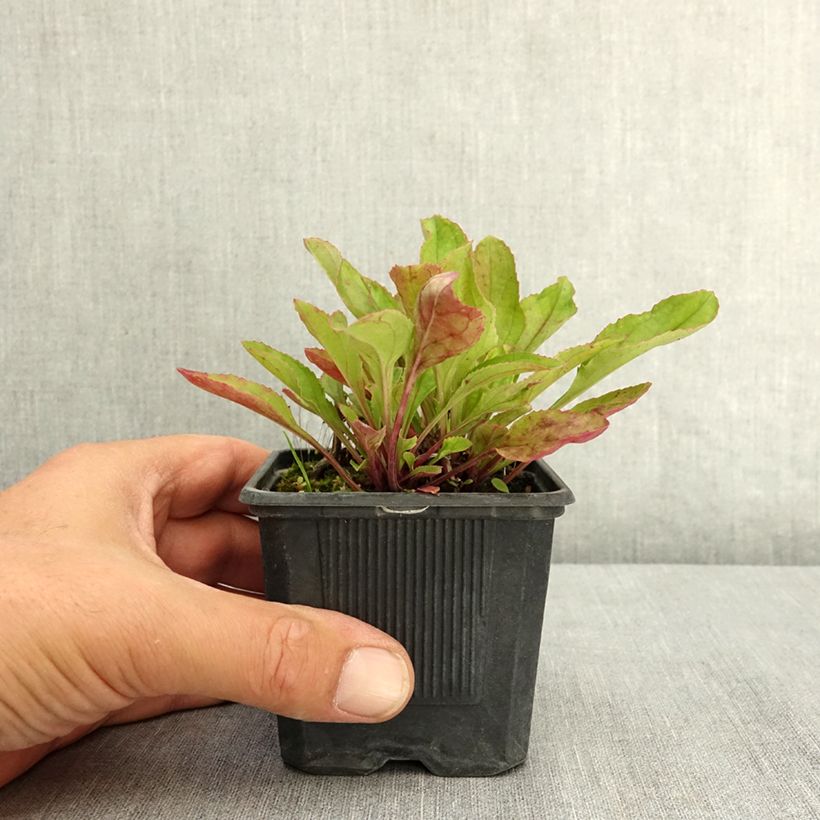 Exemplar von Penstemon Nova Twilight - Bartfaden Kleine Töpfe von 8/9 cm wie im Sommer geliefert