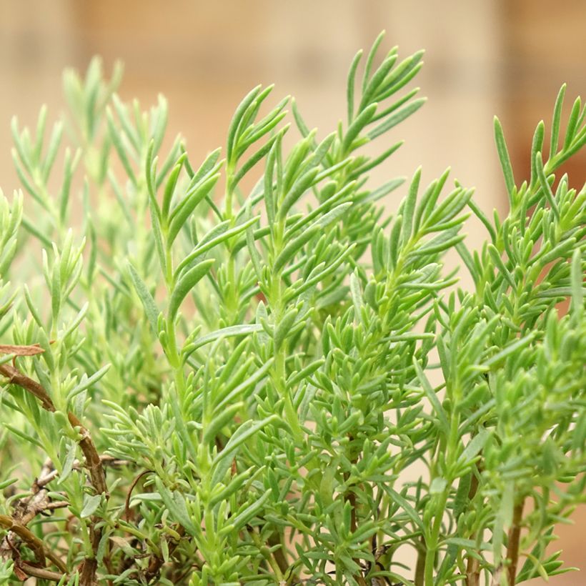 Penstemon pinifolius Mersea Yellow - Bartfaden (Foliage)