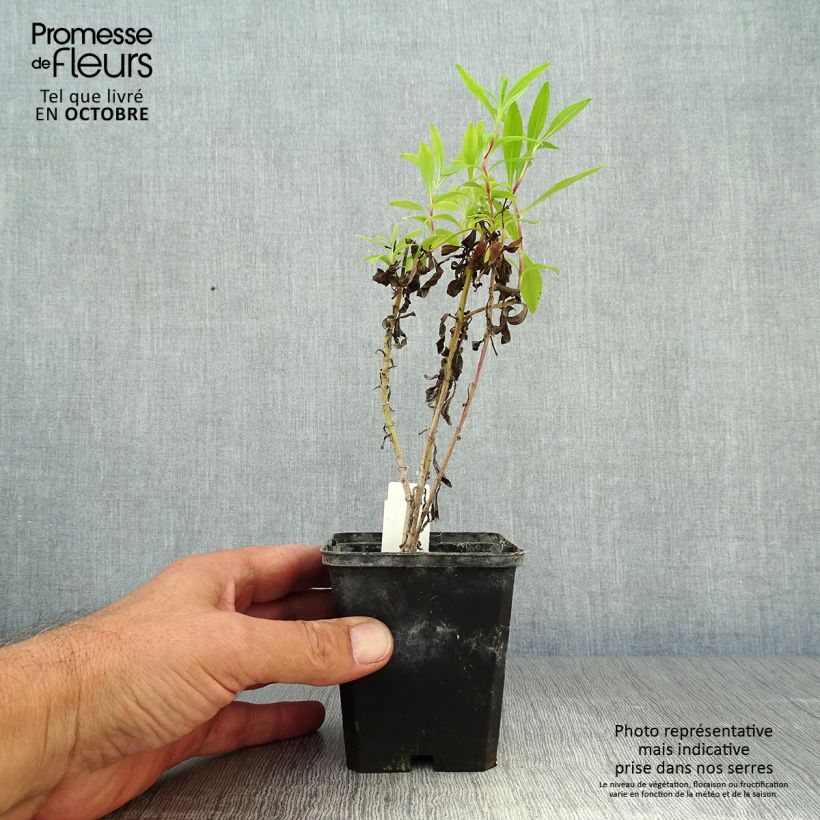 Example of Penstemon Purple Passion - Bartfaden Kleine Töpfe von 8/9 cm as you get in automne