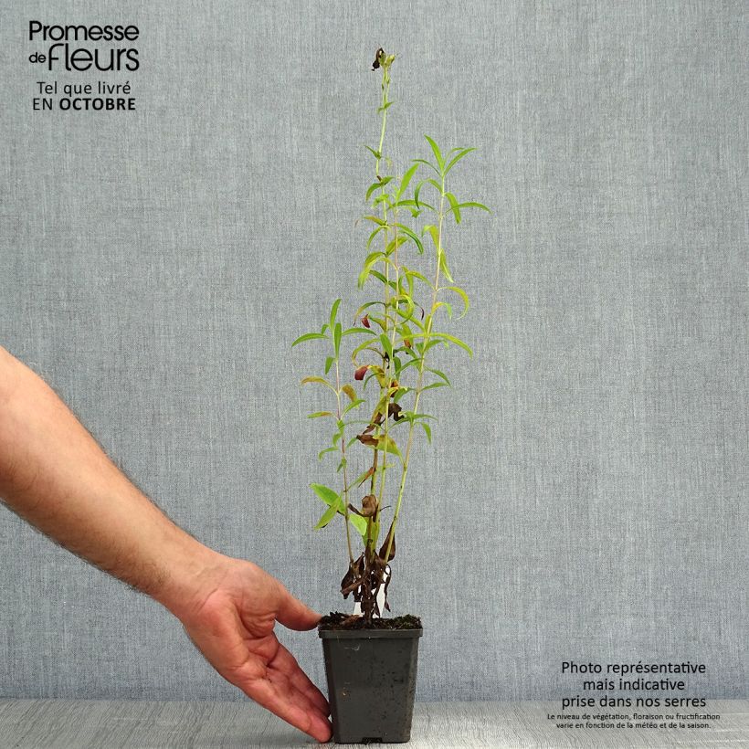 Example of Penstemon Raven - Bartfaden Kleine Töpfe von 8/9 cm as you get in automne