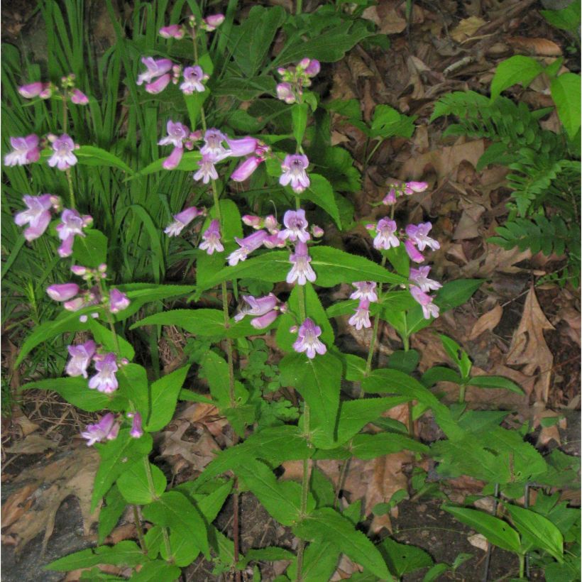 Penstemon smallii - Bartfaden (Plant habit)