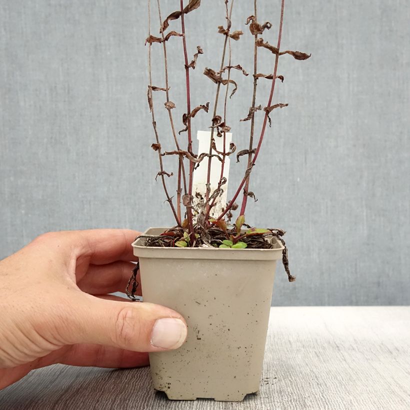 Example of Penstemon smallii - Bartfaden Kleine Töpfe von 8/9 cm as you get in automne