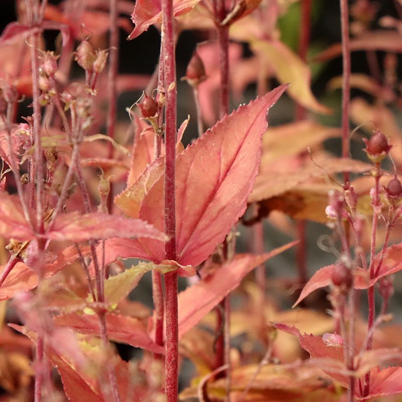 Penstemon smallii - Bartfaden (Foliage)