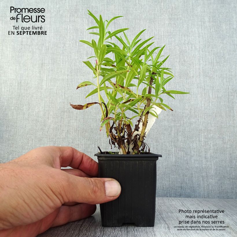 Example of Penstemon Souvenir d'Adrien Régnier - Bartfaden Kleine Töpfe von 8/9 cm as you get in ete