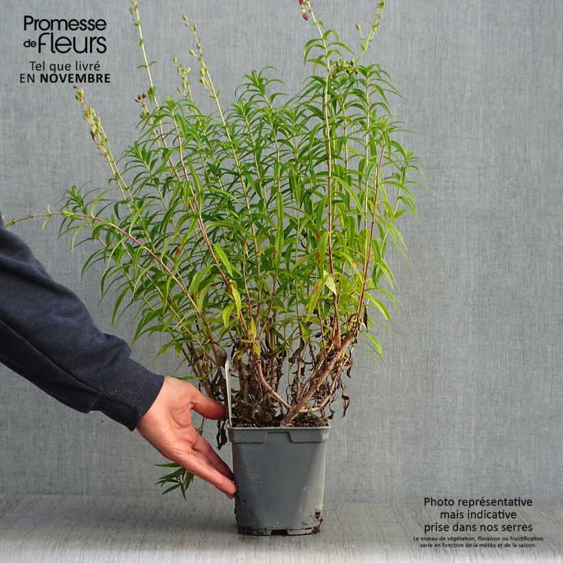 Example of Penstemon Souvenir d'Adrien Régnier - Bartfaden Topf mit 2L/3L as you get in automne