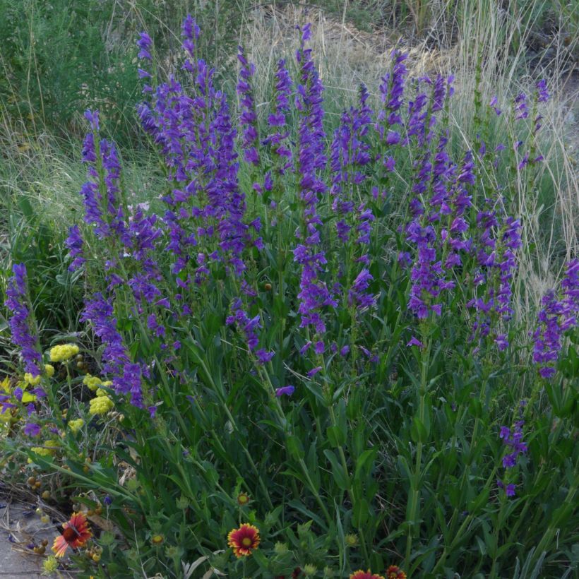 Penstemon strictus - Bartfaden (Plant habit)