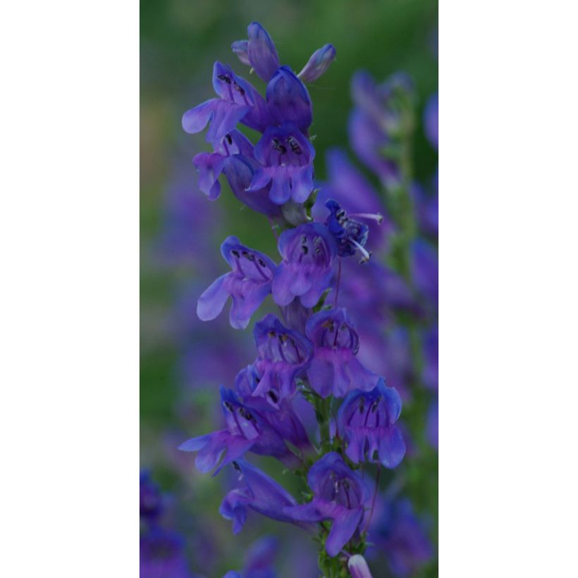 Penstemon strictus - Bartfaden (Flowering)