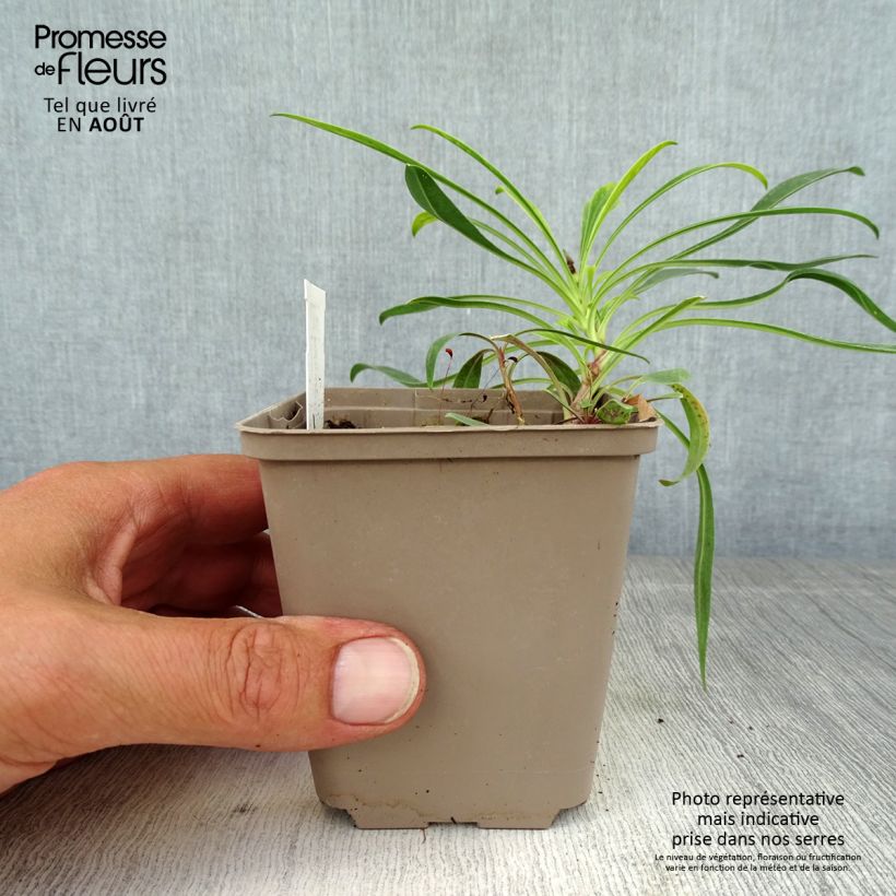 Exemplar von Penstemon strictus - Bartfaden Kleine Töpfe von 8/9 cm wie im Sommer geliefert