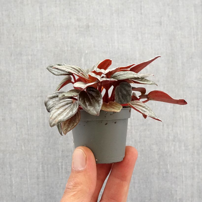 Example of Peperomia albovittata Piccolo Banda - Zwergpfeffer Mini-plante as you get in printemps