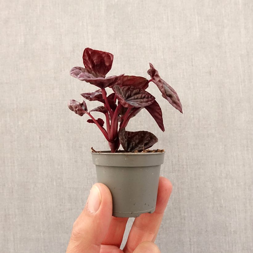 Example of Peperomia caperata Luna - Zwergpfeffer Mini-plante as you get in printemps