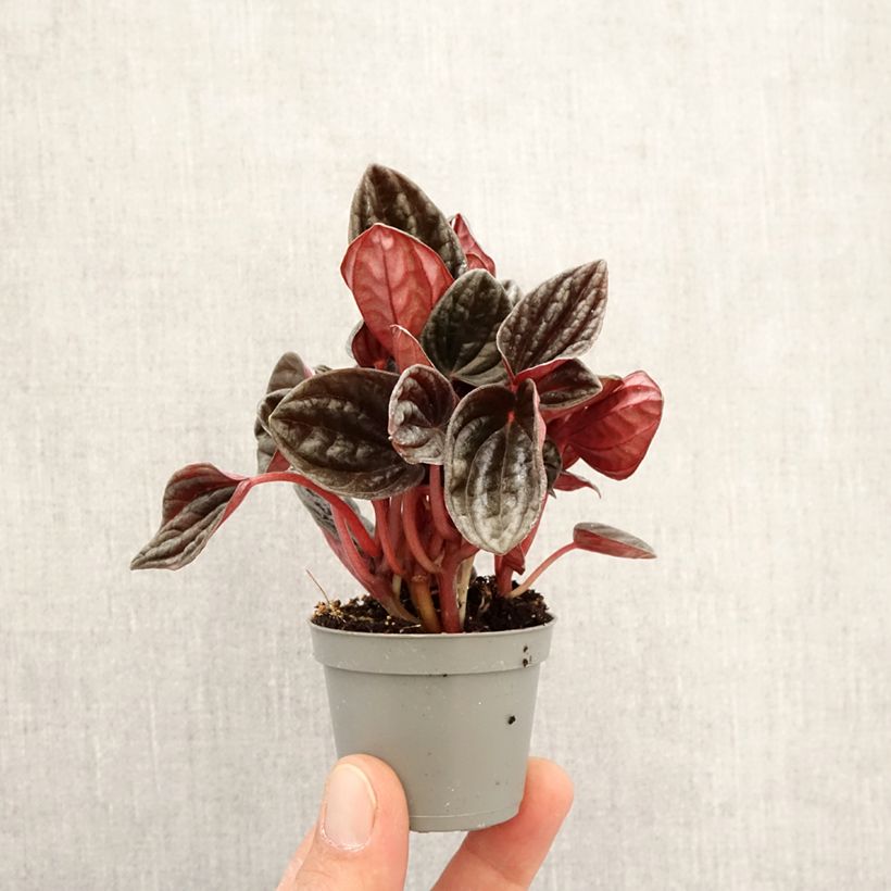 Example of Peperomia caperata Montevideo - Zwergpfeffer Mini-plante as you get in printemps