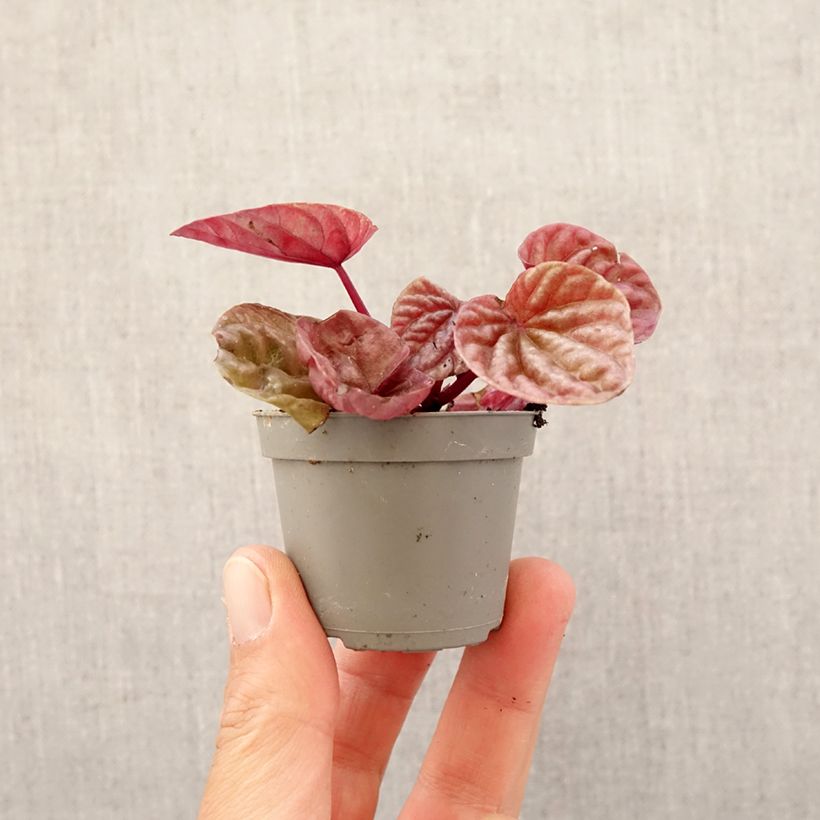 Example of Peperomia caperata Quito - Zwergpfeffer Mini-plante as you get in printemps