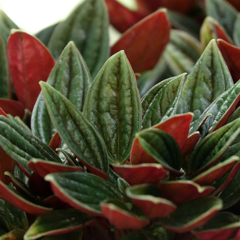 Peperomia caperata Rosso - Zwergpfeffer (Laub)