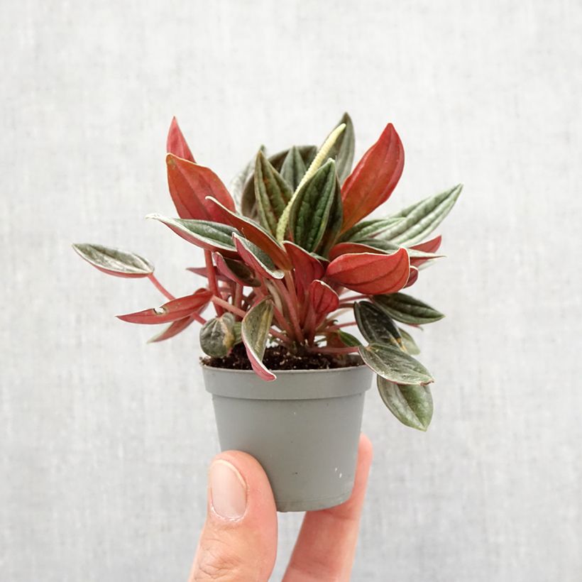 Example of Peperomia caperata Rosso - Zwergpfeffer Mini-plante as you get in printemps