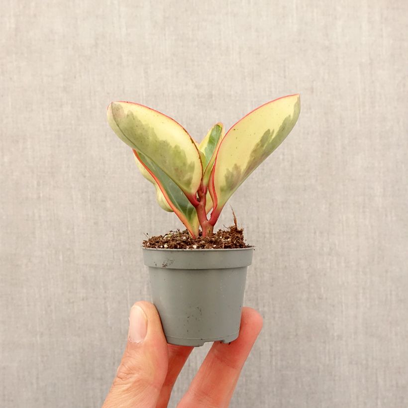 Example of Peperomia clusiifolia Red Margin - Zwergpfeffer Mini-plante as you get in printemps