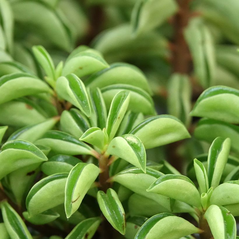 Peperomia Fire Sparks - Zwergpfeffer (Laub)