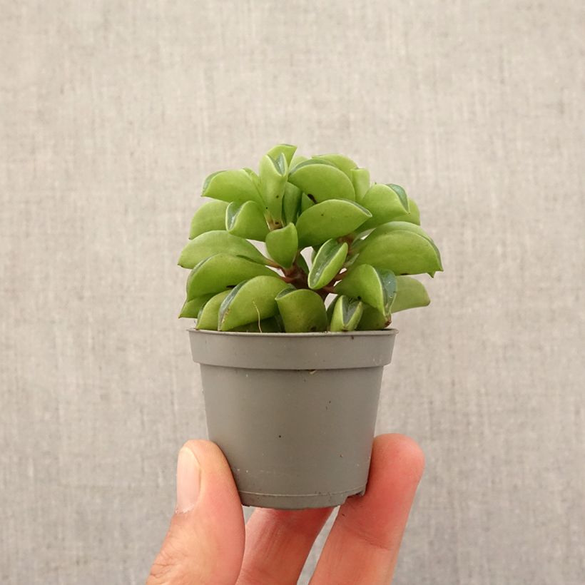 Example of Peperomia Fire Sparks - Zwergpfeffer Mini-plante as you get in printemps