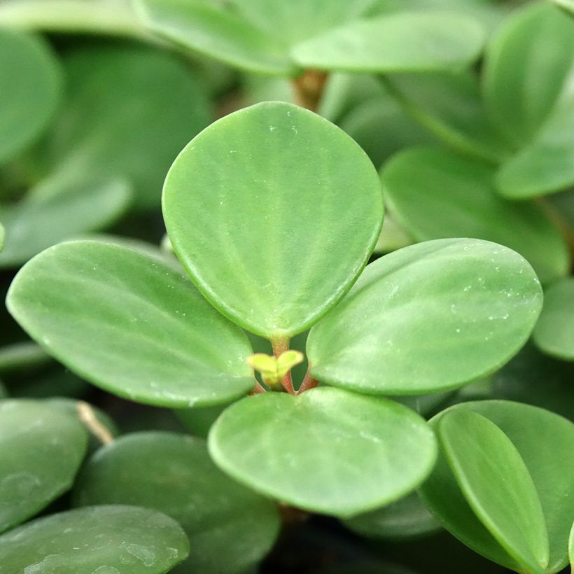 Peperomia Hope - Zwergpfeffer (Laub)