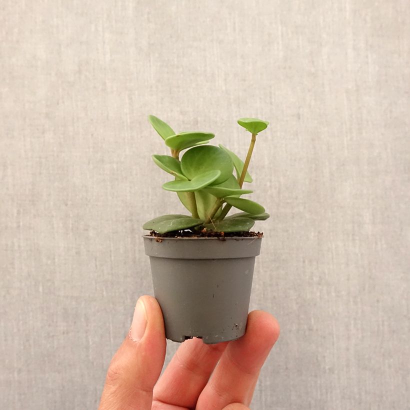 Example of Peperomia Hope - Zwergpfeffer Mini-plante as you get in printemps