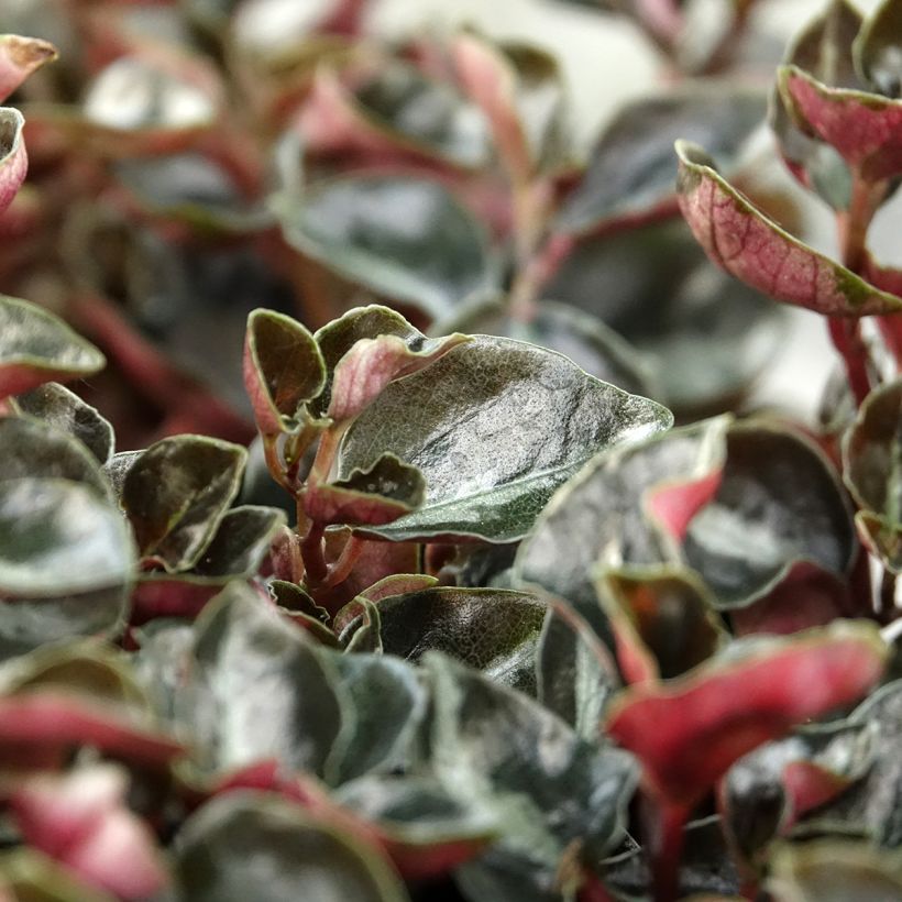 Peperomia metallica Colombiana - Zwergpfeffer (Laub)