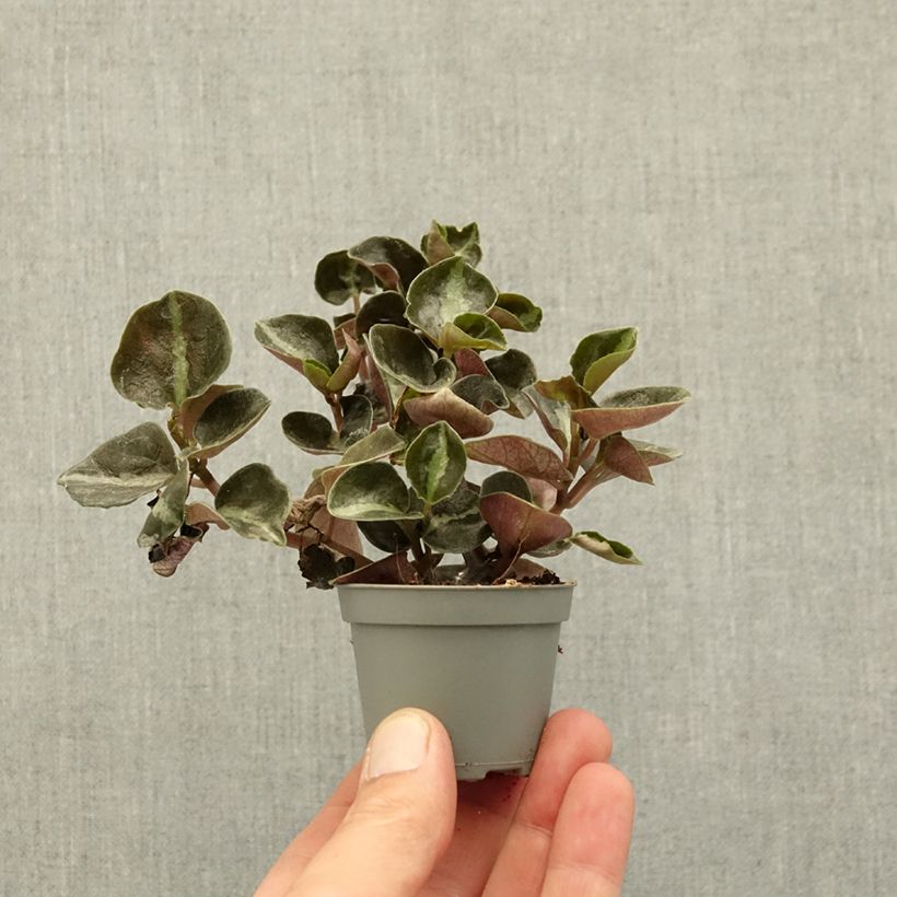 Exemplar von Peperomia metallica Colombiana Mini-plante wie im Frühjahr geliefert
