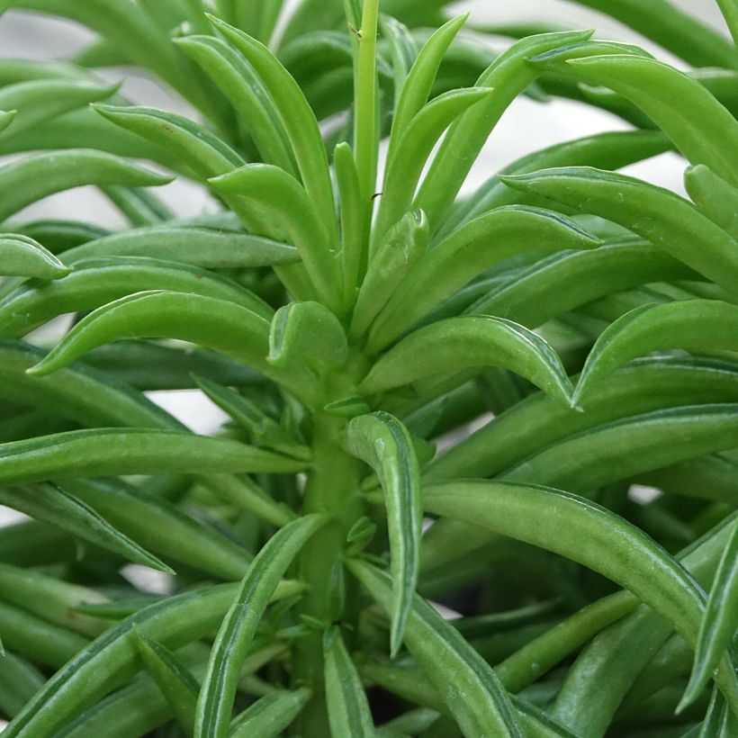 Peperomia Nevada - Zwergpfeffer (Laub)