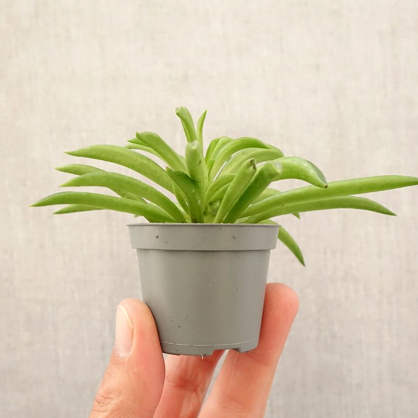 Example of Peperomia Nevada - Zwergpfeffer Mini-plante as you get in printemps