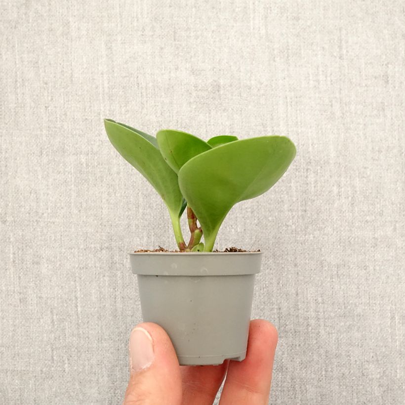 Example of Peperomia obtusifolia Green - Zwergpfeffer Mini-plante as you get in printemps