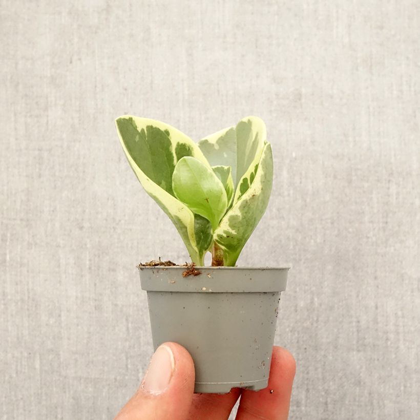 Example of Peperomia obtusifolia USA - Zwergpfeffer Mini-plante as you get in printemps