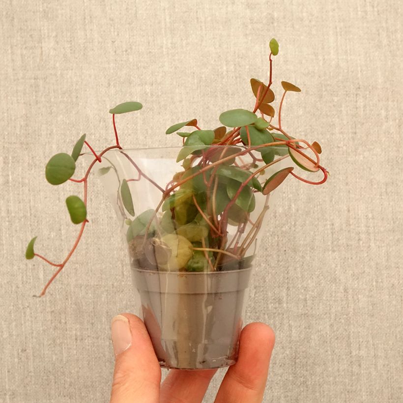 Exemplar von Peperomia Pepperspot - Zwergpfeffer Mini-Pflanze wie im Frühjahr geliefert