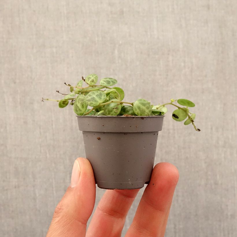 Example of Peperomia prostrata - Zwergpfeffer Mini-plante as you get in printemps