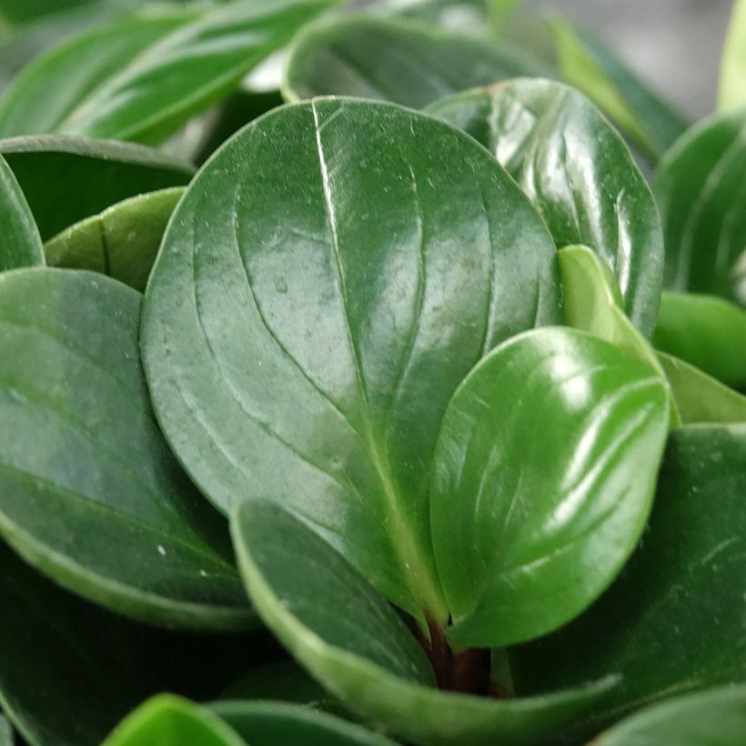 Peperomia Red Canyon - Zwergpfeffer (Laub)