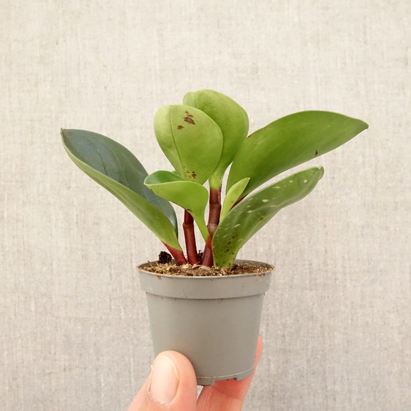 Example of Peperomia Red Canyon - Zwergpfeffer Mini-plante as you get in printemps
