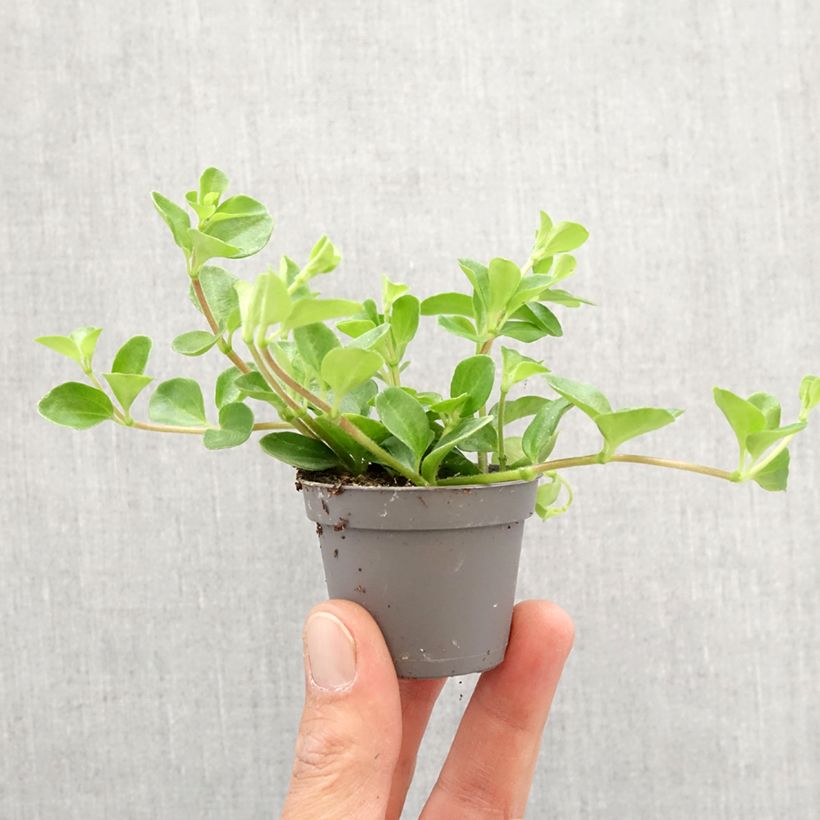 Example of Peperomia rotundifolia - Zwergpfeffer Mini-plante as you get in printemps