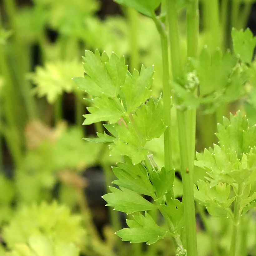 Schnittsellerie Per-Cel Bio - Apium graveolens secalinum (Foliage)