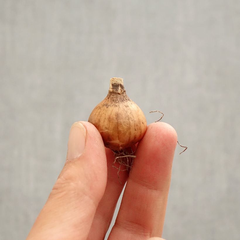 Exemplar von Galanthus Hippolyta - Schneeglöckchen Zwiebel Kaliber/Größe 5+ wie im Frühjahr geliefert