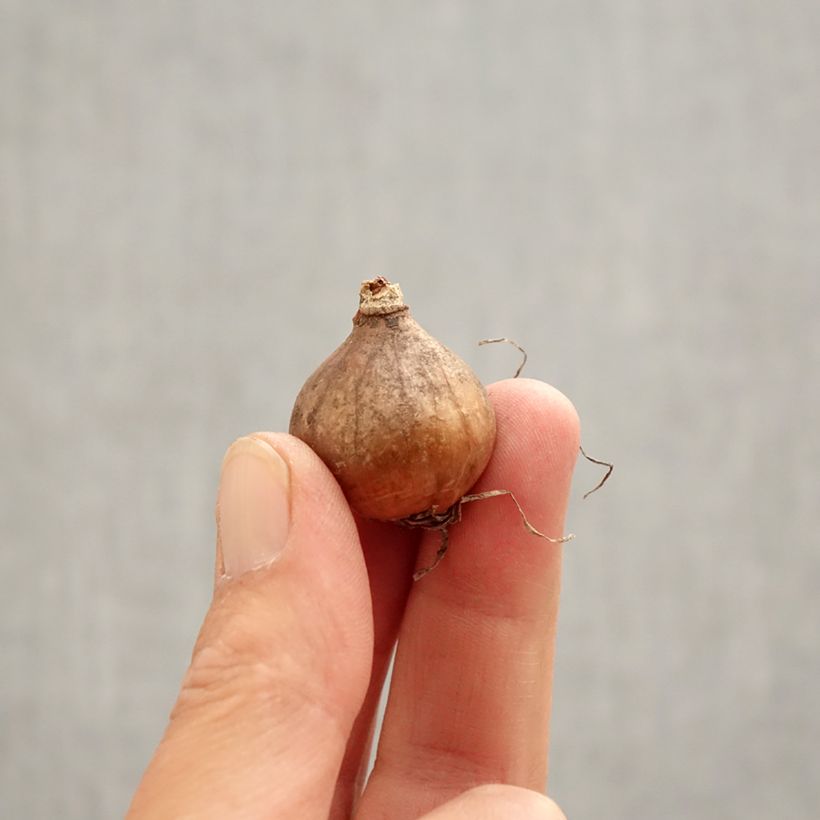 Exemplar von Galanthus nivalis f. pleniflorus Blewbury Tart - Schneeglöckchen Zwiebel Kaliber/Größe 5+ wie im Frühjahr geliefert