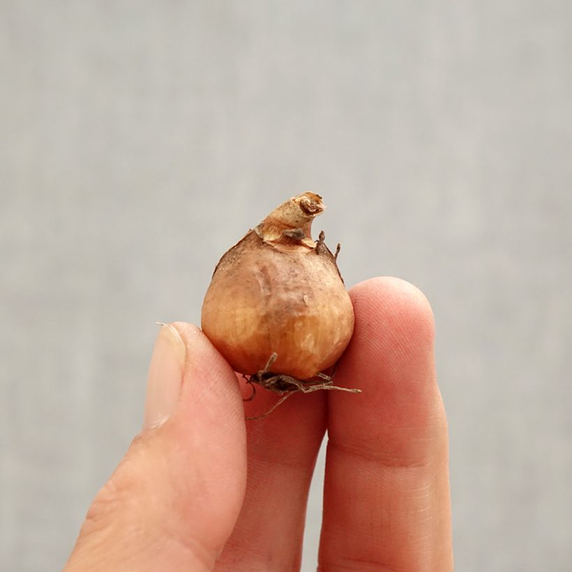 Exemplar von Galanthus nivalis f.pleniflorus Flore Pleno - Schneeglöckchen Zwiebel Kaliber/Größe 5+ wie im Frühjahr geliefert